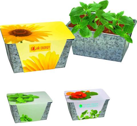 Wachstums-Kstchen Sonne, Zwergsonnenblume, 1-4 c Digitaldruck i