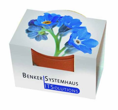 Tontopf Mini-Naturset Vergissmeinnicht, Vergissmeinnicht, 1-4 c