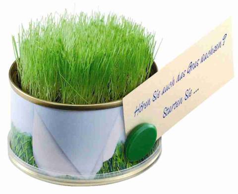 Mini Garten Gras ohne Magnet