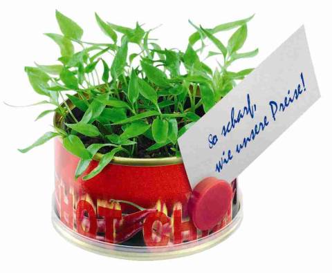 Mini Garten Chili  ohne Magnet