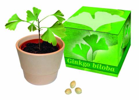 Ginkgo Set in Pr�sentw�rfel, Ginkgo biloba