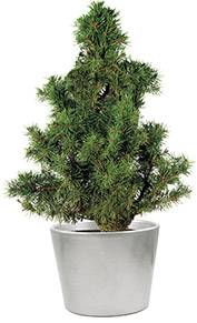 Traditions-B�umchen 20-30 cm