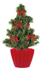 Pr�sent B�umchen Schleifen 20-30 cm