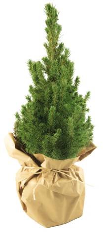 Natur-B�umchen 35-45 cm