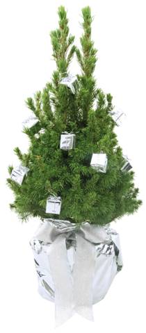 Geschenke B�umchen 35-45 cm