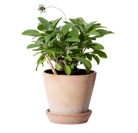 Sprout Bleistift Salbei