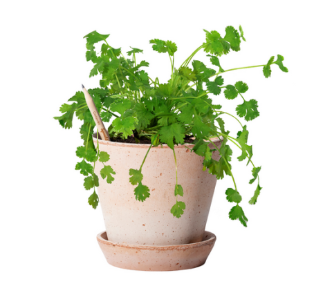 Sprout Samenbleistift Koriander