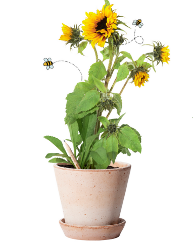 Sprout Bleistift Sonnenblume