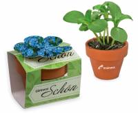 Tont�pfchen Blume