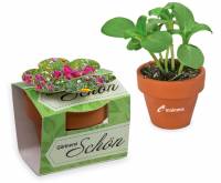 Tont�pfchen Blume