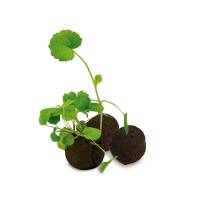 Das Gr�ne vom Ei – Flower-Ball Box