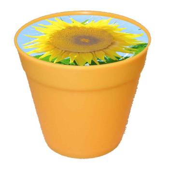 Business-T�pfchen gelb, Zwergsonnenblume