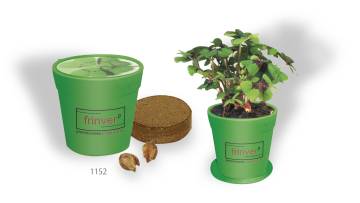 Business-Tpfchen grn, 3 Glckskleezwiebelchen