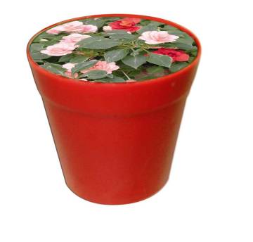 Business-T�pfchen rot, Impatiens