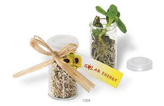 Mini-Glashouse, Samen Zwergsonnenblume, 1-4 c Digitaldruck inklu