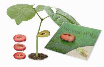 CHAMPION wachsende Bohne