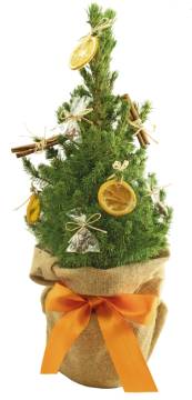 Winderduft B�umchen 35-45 cm