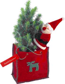 B�umchen in Filztasche 20-30 cm