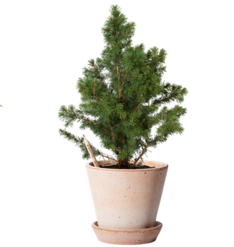 Sprout Weihnachtsbaum