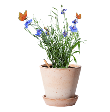 Sprout Bleistift Wildblume